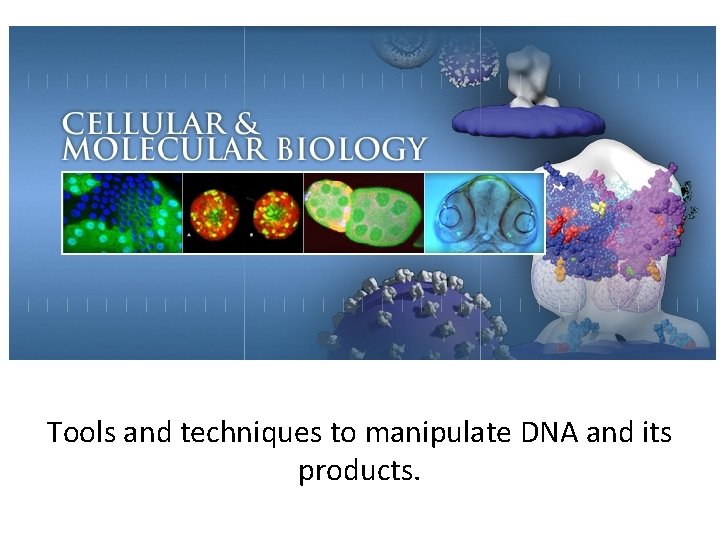 Tools and techniques to manipulate DNA and its products. 