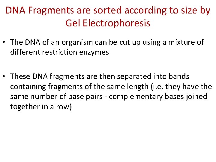 DNA Fragments are sorted according to size by Gel Electrophoresis • The DNA of