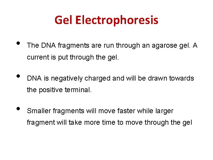 Gel Electrophoresis • The DNA fragments are run through an agarose gel. A current