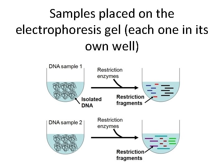 Samples placed on the electrophoresis gel (each one in its own well) 