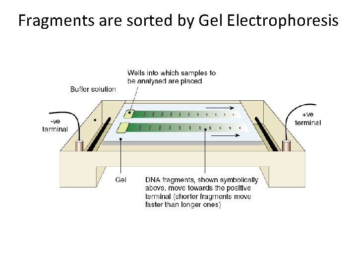 Fragments are sorted by Gel Electrophoresis 