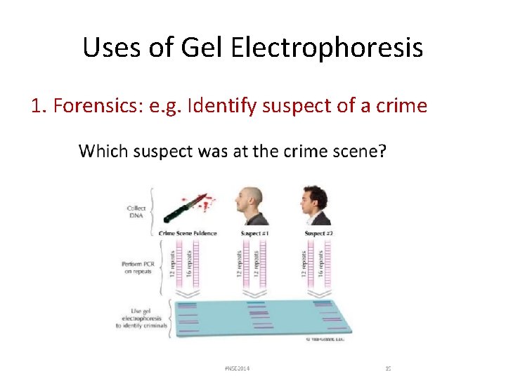 Uses of Gel Electrophoresis 1. Forensics: e. g. Identify suspect of a crime 