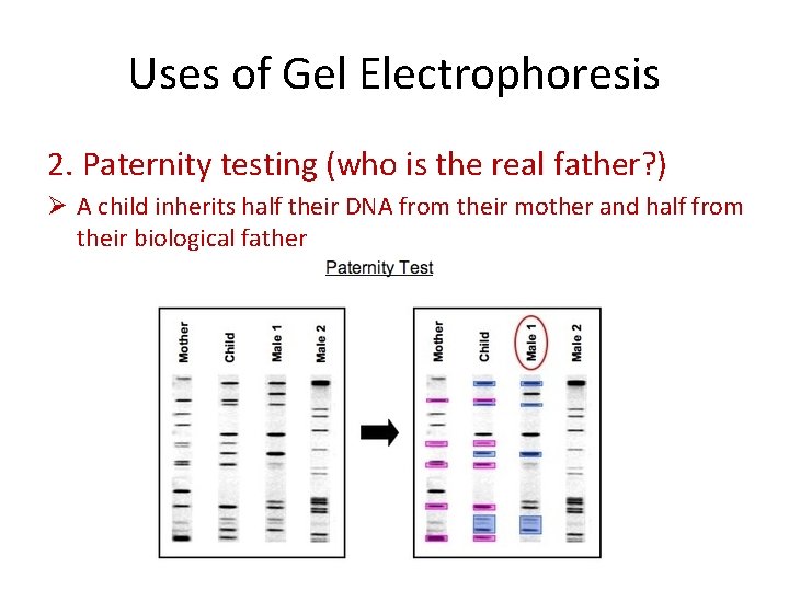 Uses of Gel Electrophoresis 2. Paternity testing (who is the real father? ) Ø