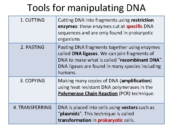 Tools for manipulating DNA 1. CUTTING Cutting DNA into fragments using restriction enzymes: these