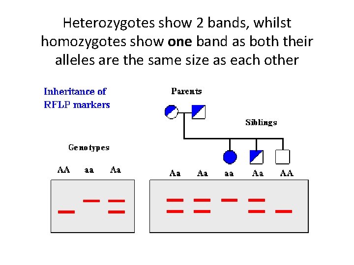 Heterozygotes show 2 bands, whilst homozygotes show one band as both their alleles are