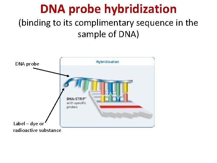 DNA probe hybridization (binding to its complimentary sequence in the sample of DNA) DNA