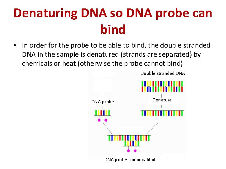 Denaturing DNA so DNA probe can bind • In order for the probe to