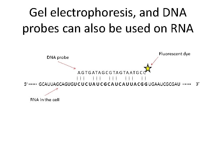 Gel electrophoresis, and DNA probes can also be used on RNA 