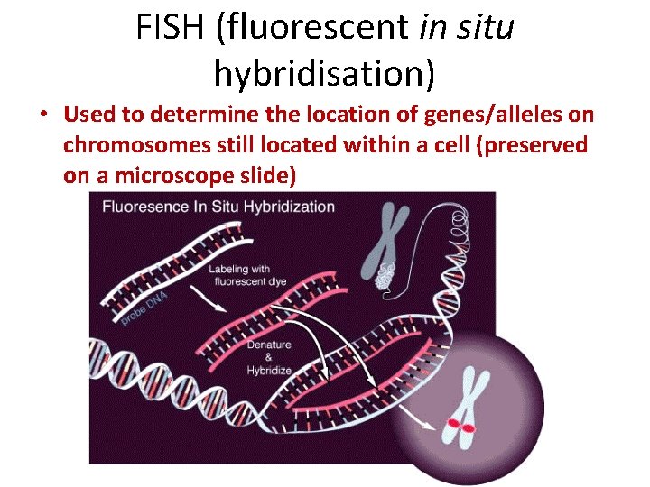 FISH (fluorescent in situ hybridisation) • Used to determine the location of genes/alleles on