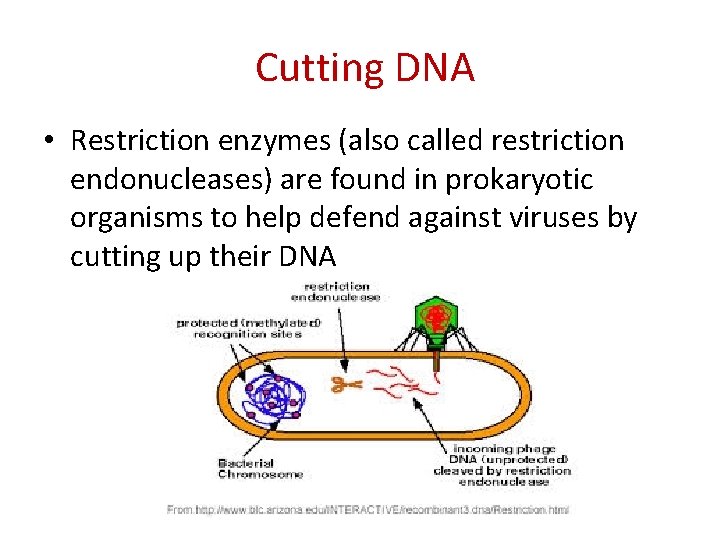 Cutting DNA • Restriction enzymes (also called restriction endonucleases) are found in prokaryotic organisms