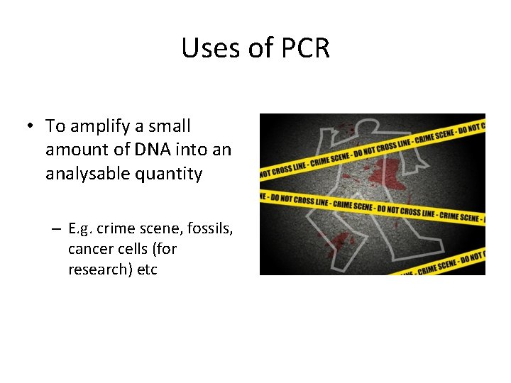 Uses of PCR • To amplify a small amount of DNA into an analysable
