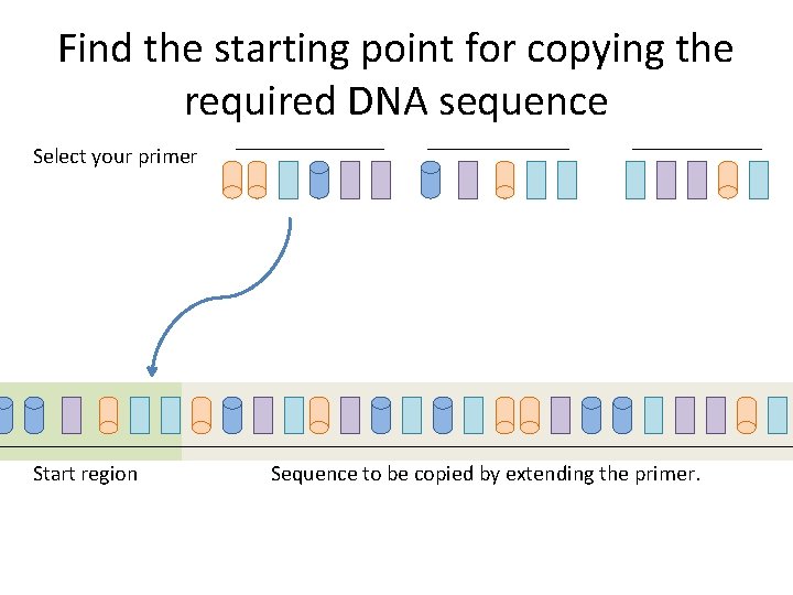 Find the starting point for copying the required DNA sequence Select your primer Start