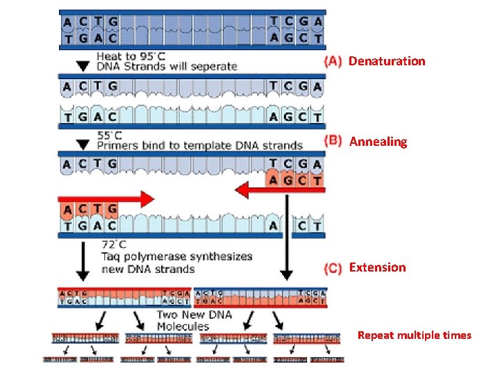 Denaturation Annealing Extension Repeat multiple times 