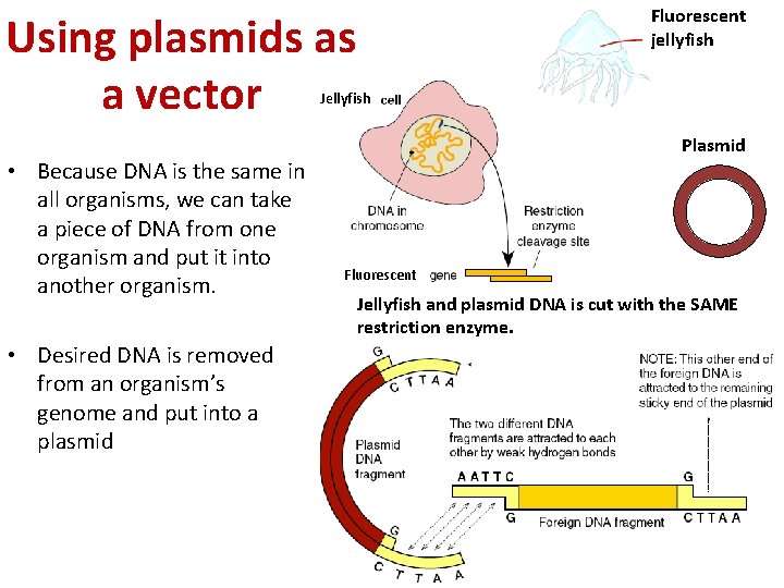 Fluorescent jellyfish Using plasmids as a vector Jellyfish • Because DNA is the same