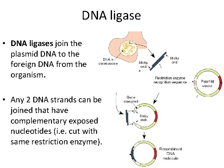 DNA ligase • DNA ligases join the plasmid DNA to the foreign DNA from
