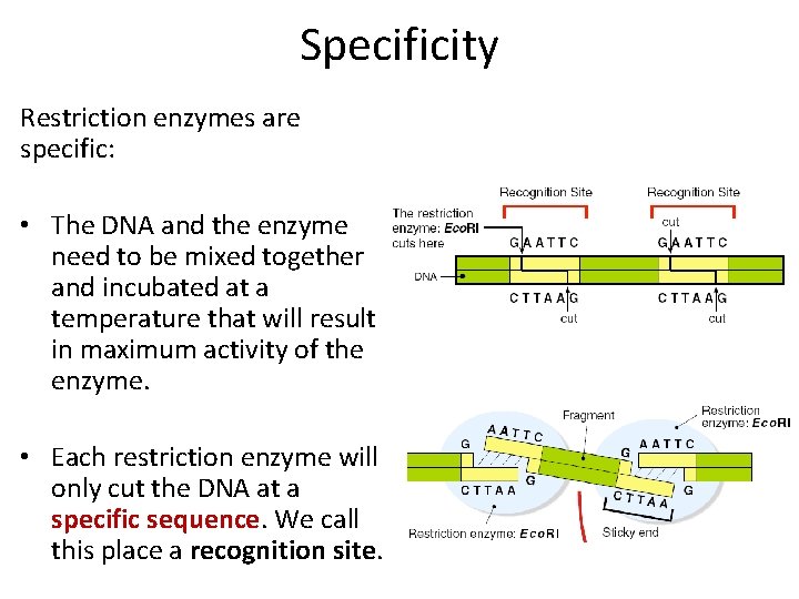 Specificity Restriction enzymes are specific: • The DNA and the enzyme need to be
