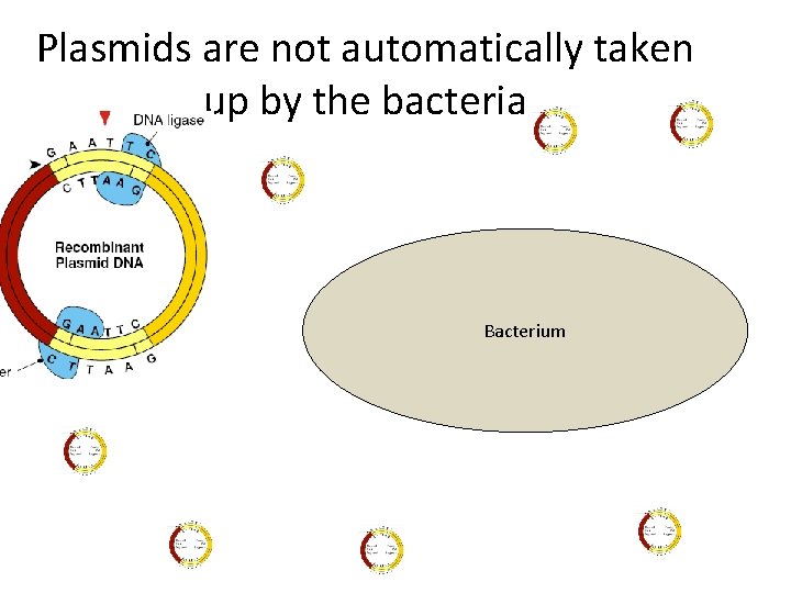 Plasmids are not automatically taken up by the bacteria Bacterium 
