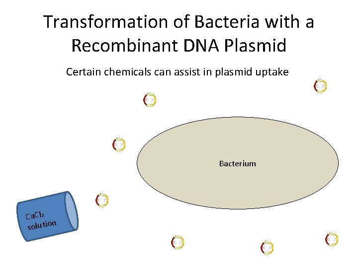 Transformation of Bacteria with a Recombinant DNA Plasmid Certain chemicals can assist in plasmid