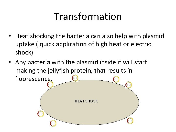 Transformation • Heat shocking the bacteria can also help with plasmid uptake ( quick