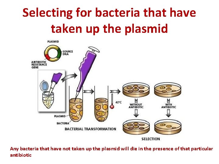 Selecting for bacteria that have taken up the plasmid Any bacteria that have not