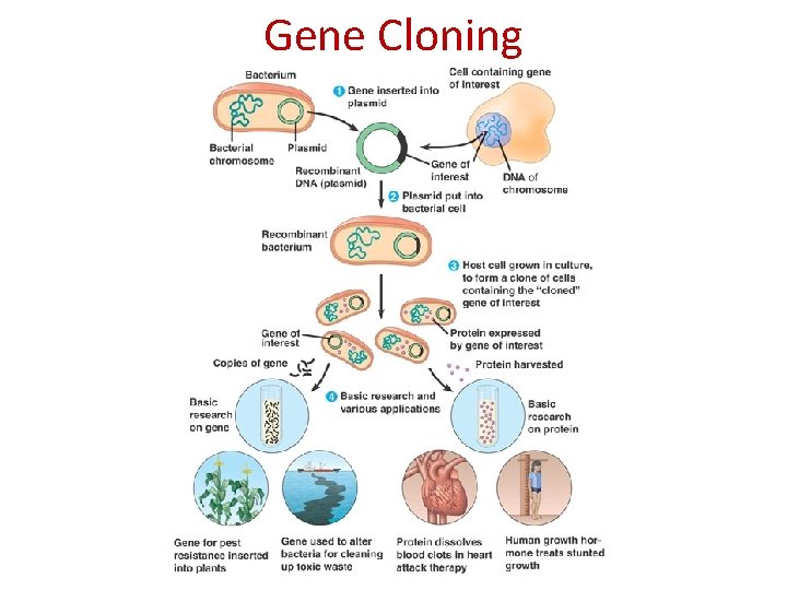 Gene Cloning 