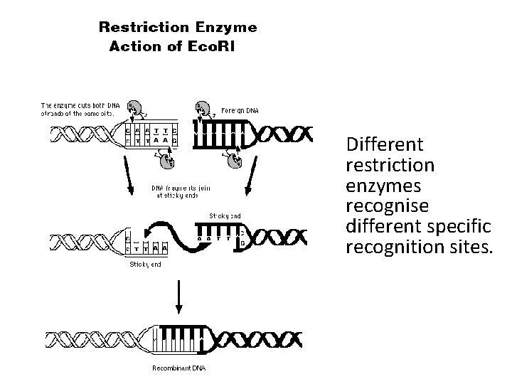 Different restriction enzymes recognise different specific recognition sites. 