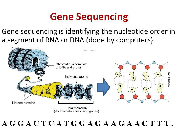 Gene Sequencing Gene sequencing is identifying the nucleotide order in a segment of RNA