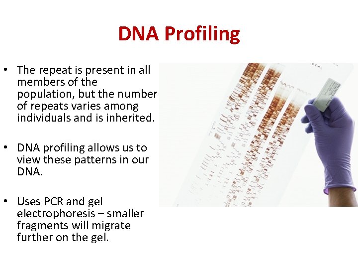 DNA Profiling • The repeat is present in all members of the population, but