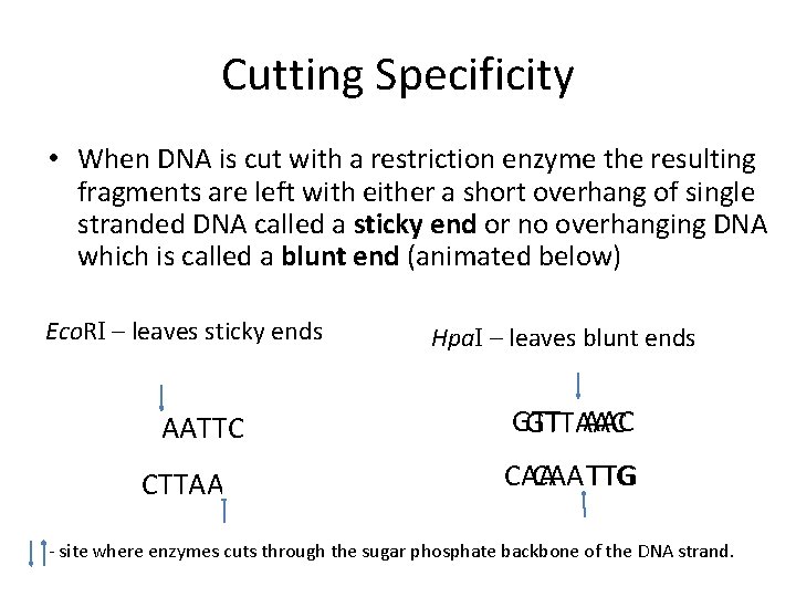 Cutting Specificity • When DNA is cut with a restriction enzyme the resulting fragments