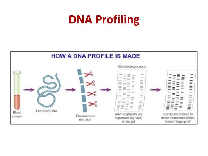 DNA Profiling 