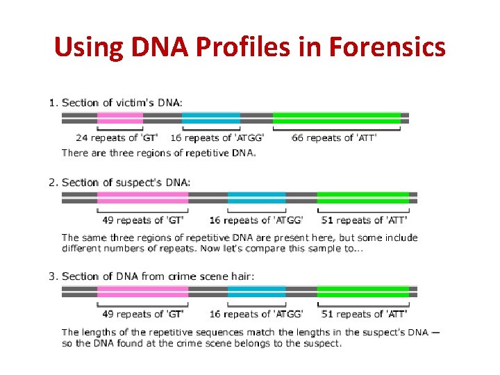 Using DNA Profiles in Forensics 