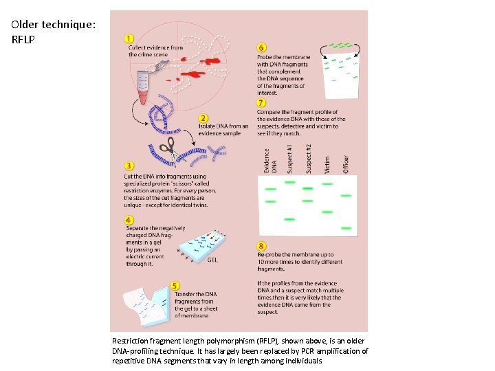 Older technique: RFLP Restriction fragment length polymorphism (RFLP), shown above, is an older DNA-profiling