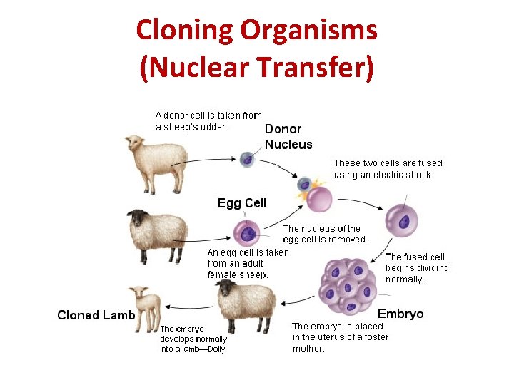 Cloning Organisms (Nuclear Transfer) 