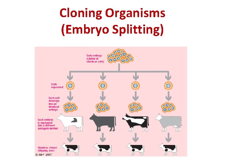 Cloning Organisms (Embryo Splitting) 