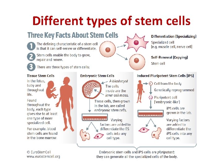 Different types of stem cells 