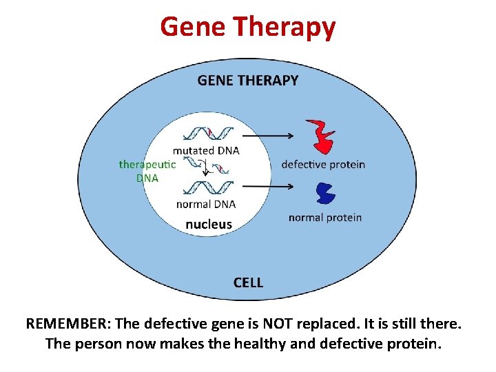 Gene Therapy REMEMBER: The defective gene is NOT replaced. It is still there. The