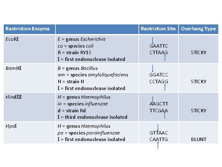 Restriction Enzyme Eco. RI Bam. HI Hind. III Hpa. I Restriction Site Overhang Type