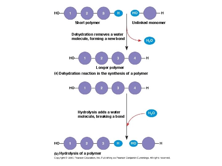 Short polymer Unlinked monomer Dehydration removes a water molecule, forming a new bond Longer