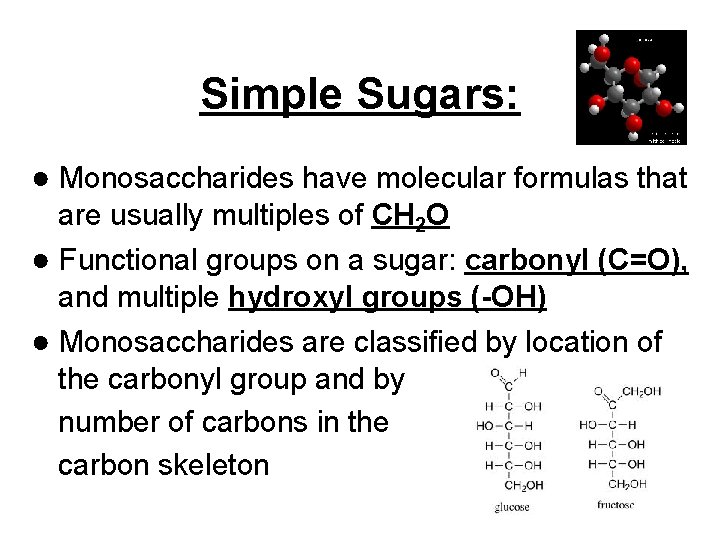 Simple Sugars: ● Monosaccharides have molecular formulas that are usually multiples of CH 2