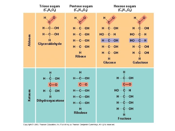 Aldoses Triose sugars (C 3 H 6 O 3) Pentose sugars (C 5 H