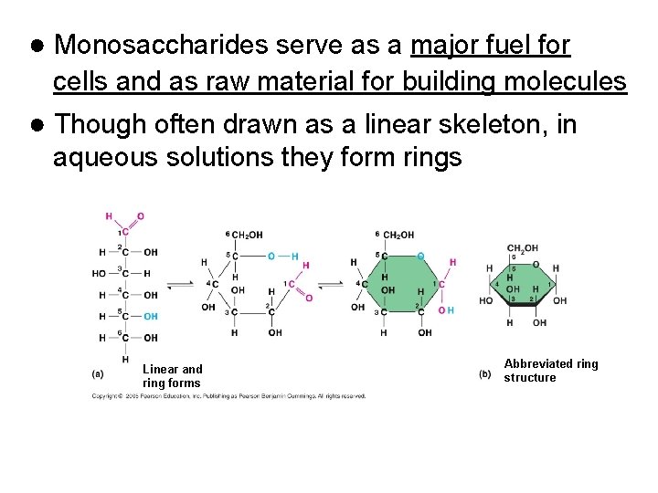 ● Monosaccharides serve as a major fuel for cells and as raw material for