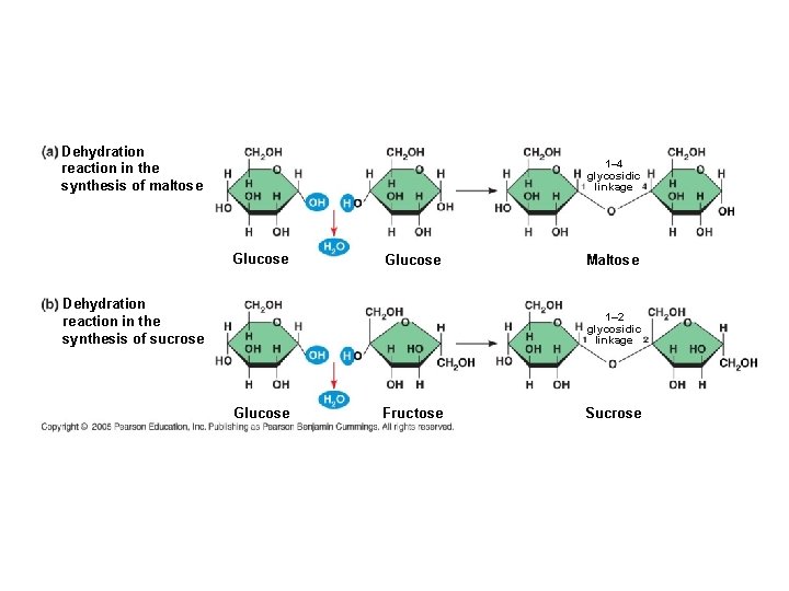 Dehydration reaction in the synthesis of maltose 1– 4 glycosidic linkage Glucose Dehydration reaction