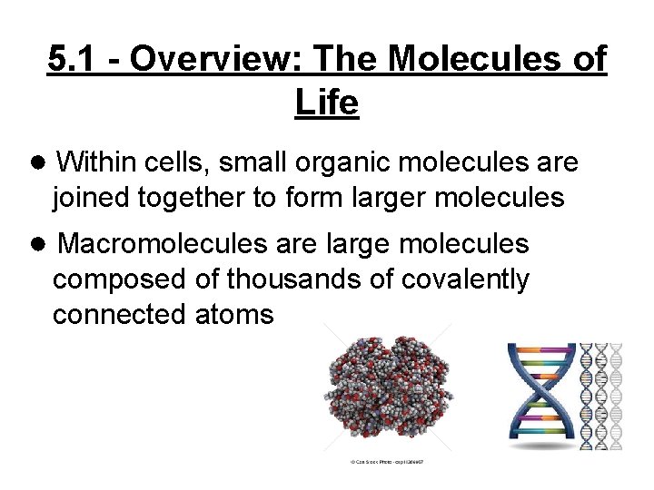 5. 1 - Overview: The Molecules of Life ● Within cells, small organic molecules