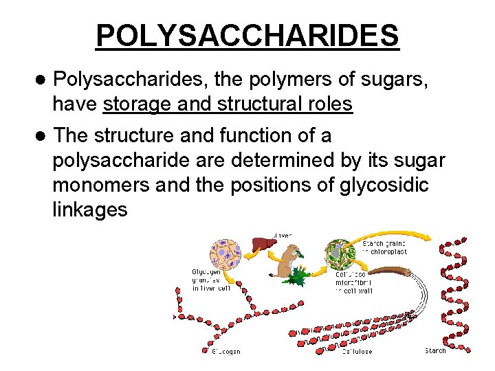 POLYSACCHARIDES ● Polysaccharides, the polymers of sugars, have storage and structural roles ● The