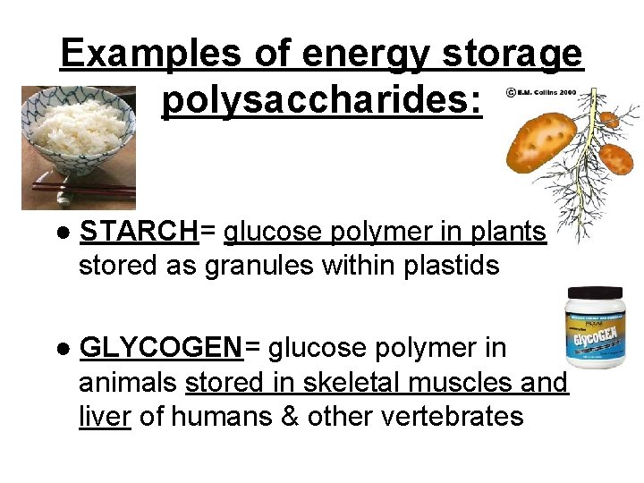 Examples of energy storage polysaccharides: ● STARCH= glucose polymer in plants stored as granules