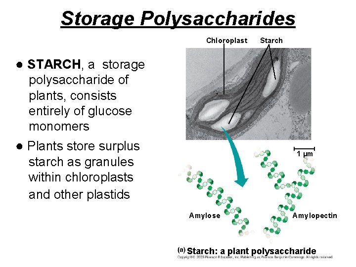 Storage Polysaccharides Chloroplast Starch ● STARCH, a storage polysaccharide of plants, consists entirely of