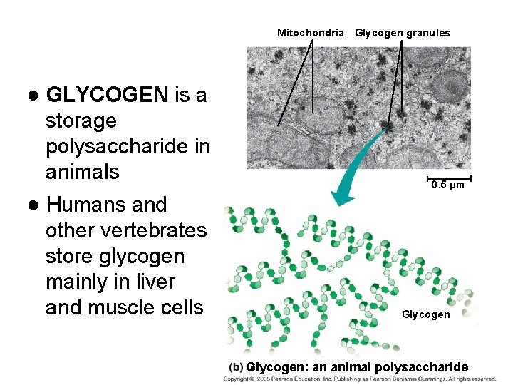 Mitochondria Glycogen granules ● GLYCOGEN is a storage polysaccharide in animals 0. 5 µm