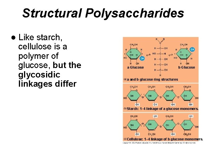 Structural Polysaccharides ● Like starch, cellulose is a polymer of glucose, but the glycosidic