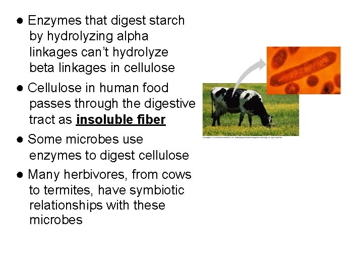 ● Enzymes that digest starch by hydrolyzing alpha linkages can’t hydrolyze beta linkages in