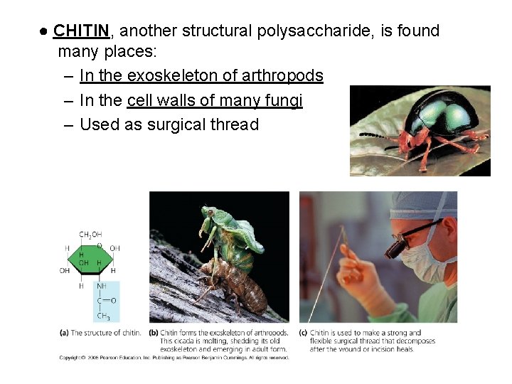 ● CHITIN, another structural polysaccharide, is found many places: – In the exoskeleton of